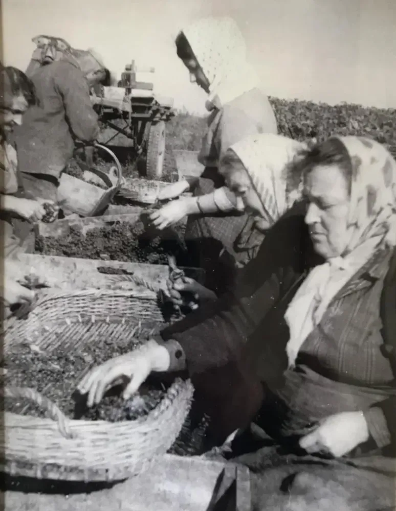 producteur de champagne près de Reims 