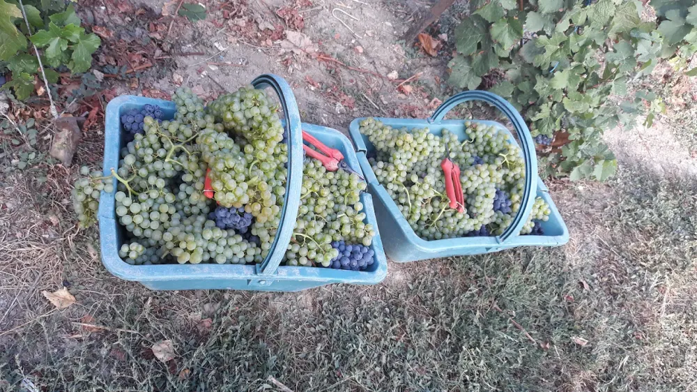 vendanges