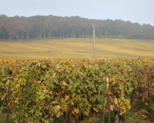maison de champagne près de Reims 